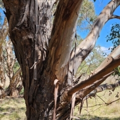 Eucalyptus camphora subsp. humeana at Fyshwick, ACT - 12 Oct 2023