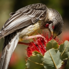 Anthochaera carunculata (Red Wattlebird) at ANBG - 5 Oct 2023 by JuliaR