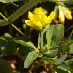 Trifolium dubium (Yellow Suckling Clover) at Haig Park - 10 Oct 2023 by ConBoekel