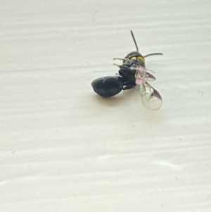 Hylaeus (Prosopisteron) primulipictus at Aranda, ACT - 12 Oct 2023 02:26 PM