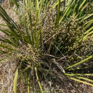 Lomandra multiflora at Belconnen, ACT - 12 Oct 2023