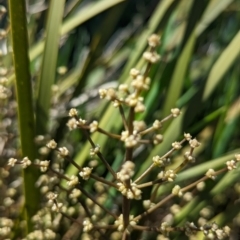 Lomandra multiflora at Belconnen, ACT - 12 Oct 2023