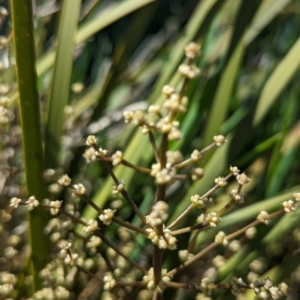 Lomandra multiflora at Belconnen, ACT - 12 Oct 2023