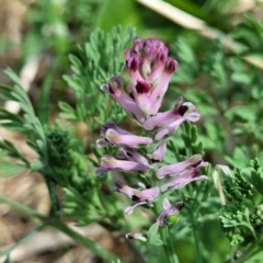 Fumaria muralis subsp. muralis (Wall Fumitory) at Lyneham, ACT - 12 Oct 2023 by trevorpreston