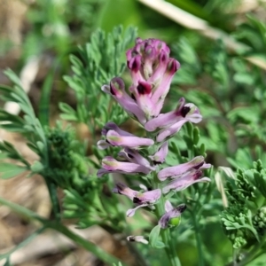 Fumaria muralis subsp. muralis at Lyneham, ACT - 12 Oct 2023