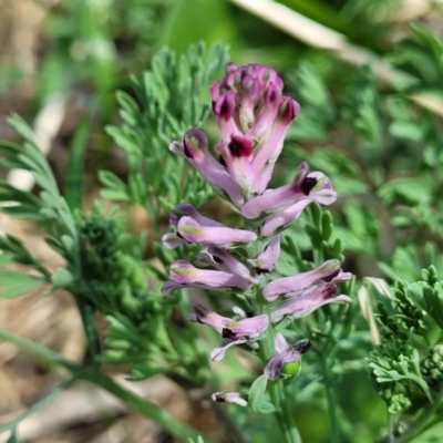 Fumaria muralis subsp. muralis (Wall Fumitory) at Lyneham, ACT - 12 Oct 2023 by trevorpreston