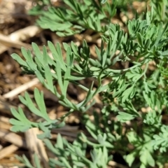 Fumaria muralis subsp. muralis at Lyneham, ACT - 12 Oct 2023 02:25 PM