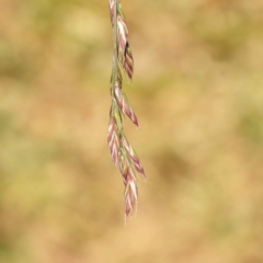 Festuca arundinacea (Tall Fescue) at Turner, ACT - 10 Oct 2023 by ConBoekel