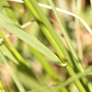 Festuca arundinacea at Turner, ACT - 10 Oct 2023