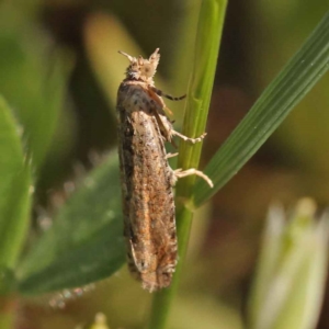 Strepsicrates semicanella at Turner, ACT - 10 Oct 2023