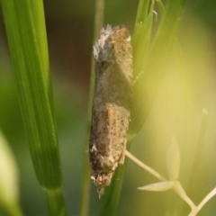 Strepsicrates semicanella at Turner, ACT - 10 Oct 2023