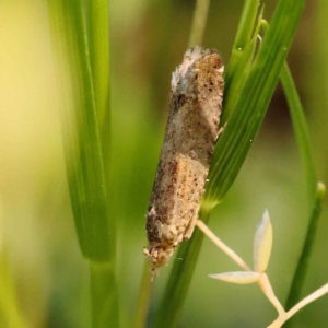 Strepsicrates semicanella at Turner, ACT - 10 Oct 2023