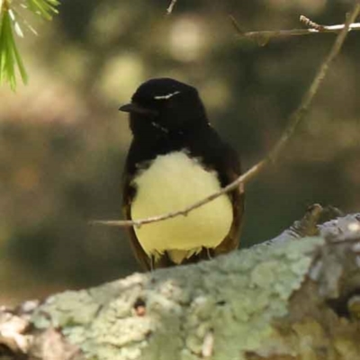 Rhipidura leucophrys (Willie Wagtail) at Turner, ACT - 10 Oct 2023 by ConBoekel