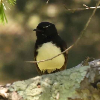 Rhipidura leucophrys (Willie Wagtail) at Haig Park - 10 Oct 2023 by ConBoekel