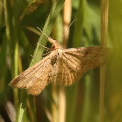 Scopula rubraria (Reddish Wave, Plantain Moth) at Turner, ACT - 10 Oct 2023 by ConBoekel