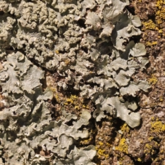 Unidentified Lichen at City Renewal Authority Area - 10 Oct 2023 by ConBoekel