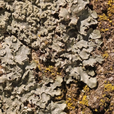 Unidentified Lichen at Sullivans Creek, Turner - 10 Oct 2023 by ConBoekel