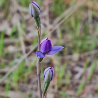 Thelymitra sp. (A Sun Orchid) at Jerrabomberra, ACT - 12 Oct 2023 by Mike
