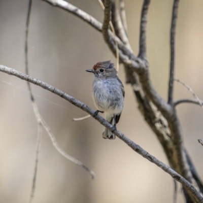 Petroica goodenovii (Red-capped Robin) at Majura, ACT - 11 Oct 2023 by trevsci