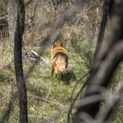 Vulpes vulpes (Red Fox) at Mount Majura - 12 Oct 2023 by trevsci