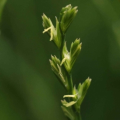 Lolium rigidum (Wimmera Ryegrass) at Turner, ACT - 10 Oct 2023 by ConBoekel