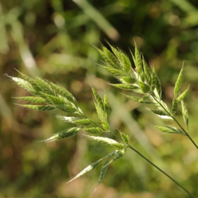 Bromus hordeaceus (A Soft Brome) at Turner, ACT - 10 Oct 2023 by ConBoekel