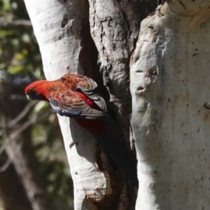 Platycercus elegans at Acton, ACT - 12 Oct 2023