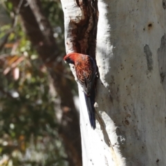 Platycercus elegans at Acton, ACT - 12 Oct 2023