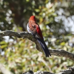 Platycercus elegans at Acton, ACT - 12 Oct 2023