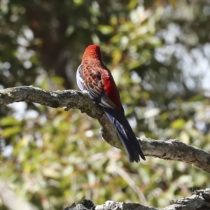 Platycercus elegans at Acton, ACT - 12 Oct 2023