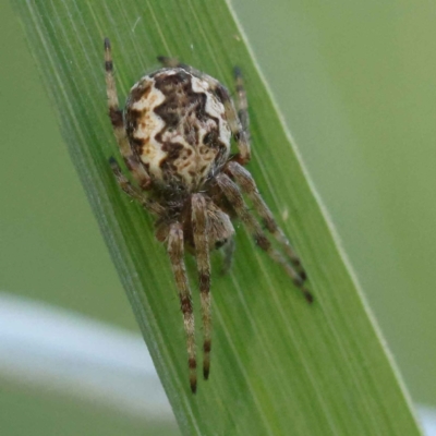 Salsa fuliginata (Sooty Orb-weaver) at Turner, ACT - 10 Oct 2023 by ConBoekel