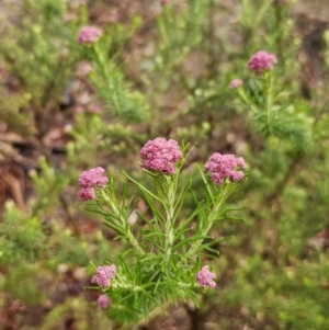 Cassinia aculeata subsp. aculeata at Rendezvous Creek, ACT - 12 Oct 2023