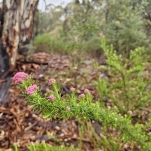 Cassinia aculeata subsp. aculeata at Rendezvous Creek, ACT - 12 Oct 2023