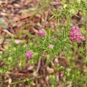 Cassinia aculeata subsp. aculeata at Rendezvous Creek, ACT - 12 Oct 2023