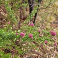 Cassinia aculeata subsp. aculeata at Rendezvous Creek, ACT - 12 Oct 2023