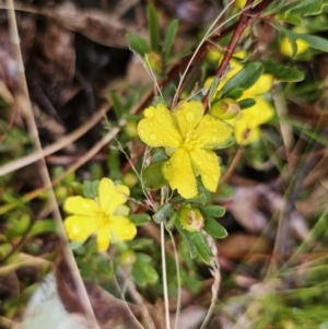 Hibbertia obtusifolia at Rendezvous Creek, ACT - 12 Oct 2023 04:26 PM