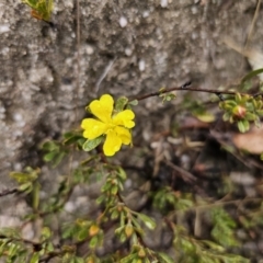 Hibbertia obtusifolia at Rendezvous Creek, ACT - 12 Oct 2023 04:26 PM