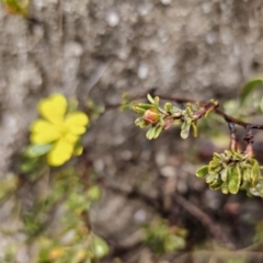 Hibbertia obtusifolia at Rendezvous Creek, ACT - 12 Oct 2023 04:26 PM