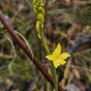 Bulbine glauca at Rendezvous Creek, ACT - 12 Oct 2023 04:22 PM