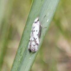 Philobota lysizona (A concealer moth) at Rendezvous Creek, ACT - 12 Oct 2023 by Csteele4