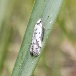 Philobota lysizona at Rendezvous Creek, ACT - 12 Oct 2023 04:23 PM