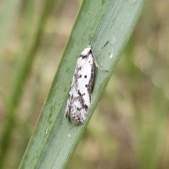 Philobota lysizona at Rendezvous Creek, ACT - 12 Oct 2023 04:23 PM