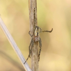Plebs bradleyi (Enamelled spider) at Sullivans Creek, Turner - 10 Oct 2023 by ConBoekel