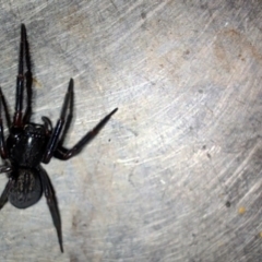 Badumna insignis (Black House Spider) at Greenleigh, NSW - 12 Oct 2023 by LyndalT