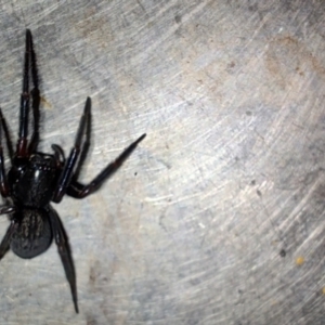 Badumna insignis at Greenleigh, NSW - 12 Oct 2023