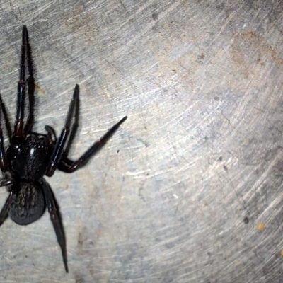 Badumna insignis (Black House Spider) at Greenleigh, NSW - 12 Oct 2023 by LyndalT