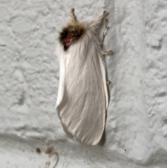 Trichiocercus sparshalli at Mitchell, ACT - 12 Oct 2023