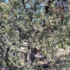 Capparis lasiantha at Opalton, QLD - 2 Aug 2023 by LyndalT