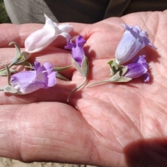 Eremophila bowmanii subsp. latifolia at Opalton, QLD - 2 Aug 2023 by LyndalT