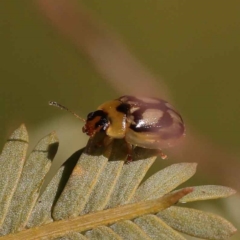Peltoschema hamadryas (Hamadryas leaf beetle) at Turner, ACT - 10 Oct 2023 by ConBoekel